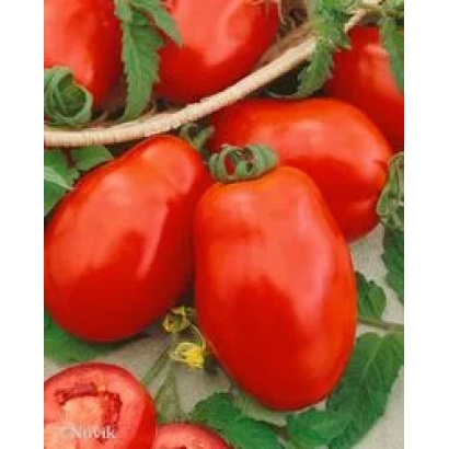 Красные томаты сорта Арни F1 на фоне зелени