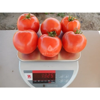 Томаты на весах без названия продукта - Арнольд F1