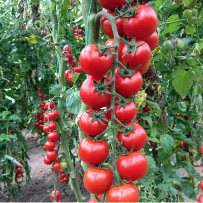 Красные томаты на кусте в теплице - Арома