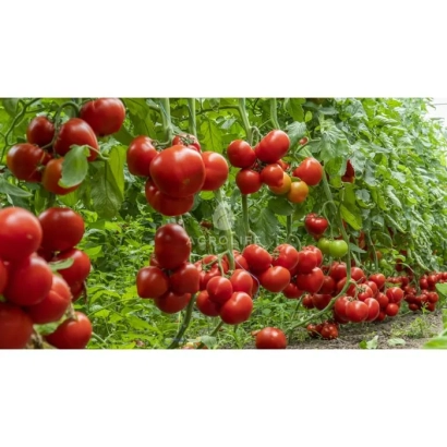 Красные томаты на ветвях в теплице - Арон