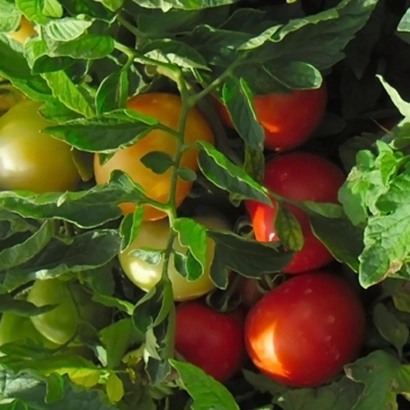 Томати на кущі - АСАЛЕТ