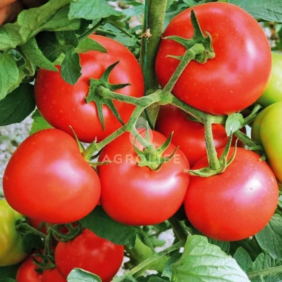 Крупний план червоних томатів на гілці з зеленими листками - Асгард