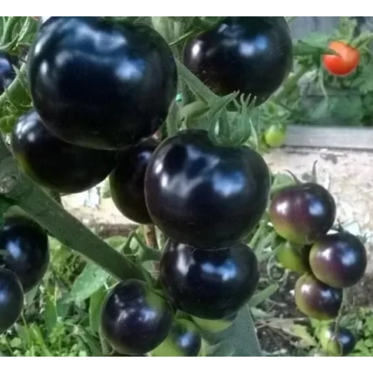 Черные помидоры на кусте - АШКЕЛОН