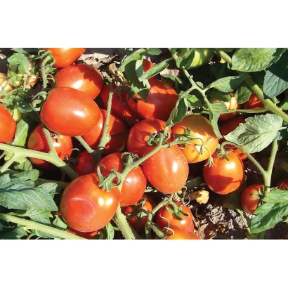 Спелые красные томаты на ветке - Аспен