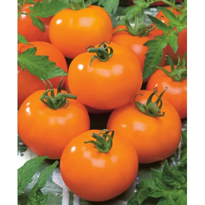 Свежие оранжевые томаты сорта Ассоль на зелёных листьях