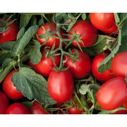 Красные помидоры на ветвях с зелеными листьями - Астерикс F1