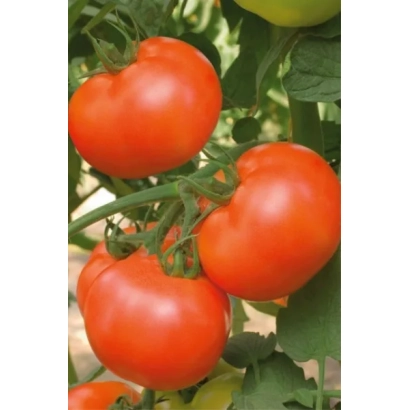 Спелые красные томаты на ветке - Астраханский