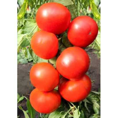 Крупные красные томаты на зелёных листьях - Атлант