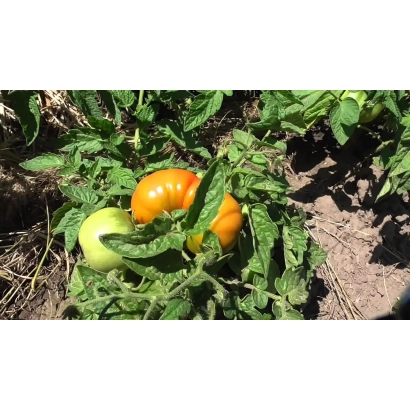 Томати на кущі в полі - Атма