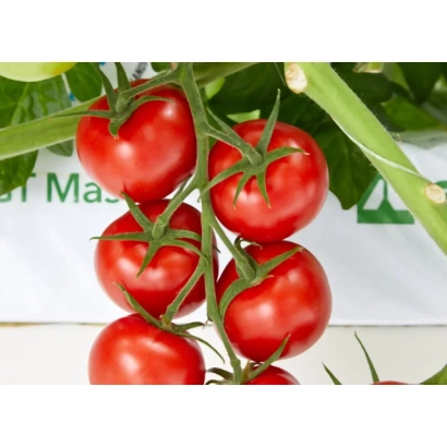 Свіжі червоні помідори сорту Avalantino Rey на гілці - АВАЛАНТИНО РЕЙ