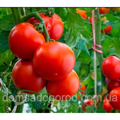 Дозрілі червоні помідори на гілці - Аврора