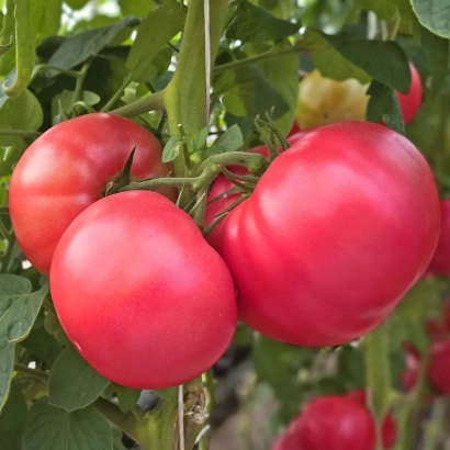 Крупные красные томаты на ветке - Азамат