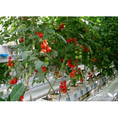 Томати на рослині в теплиці - Азарт