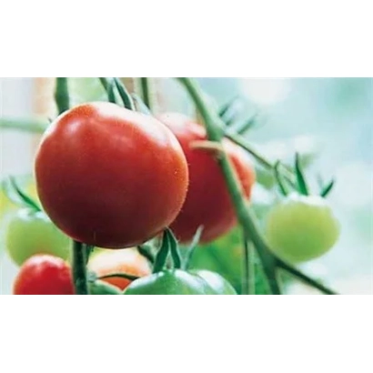 Ripe and green tomatoes on a vine - AJLUN