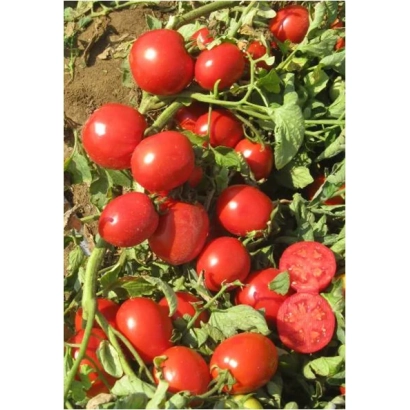 Red tomatoes on plant branches - B 169 F1