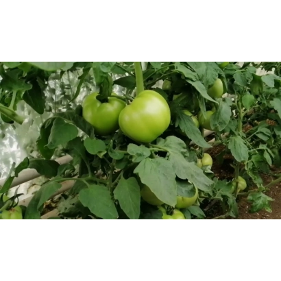 Зеленые томаты на кусте в теплице - Баланкан