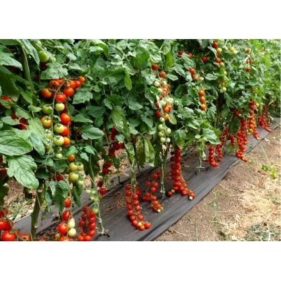 BAMBININO tomatoes on the vine in a field