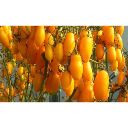 Желтые томаты на ветвях растения - БАНАНОВЫЕ НОГИ