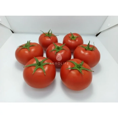 Червоні помідори сорту Бандерас на білому фоні