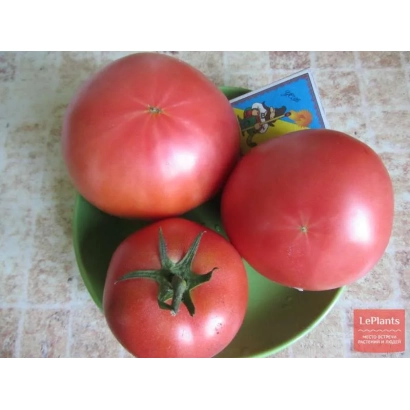 Three red tomatoes on a green plate with a seed packet in the background - BANZAI
