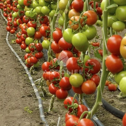 Томаты на кустах в теплице - БАРИБИН