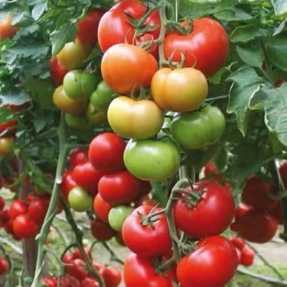 Спелые и незрелые помидоры на ветвях томатного куста - БАРИБИНЕ