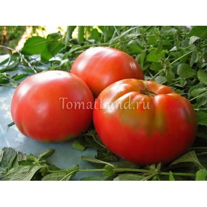 Томаты сорта Бармалей на фоне зелени с надписью Tomatland.ru