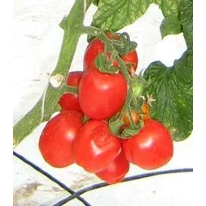 Спелые красные томаты на ветке - Баскак