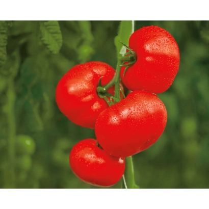 Дозрілі червоні помідори сорту Бастіон на гілці