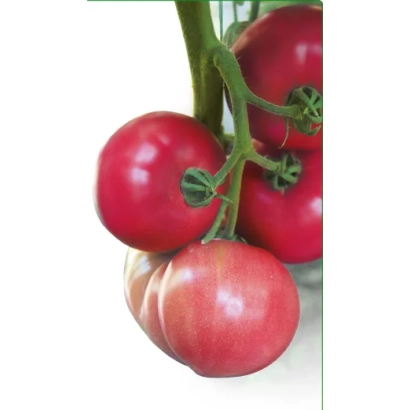 Спелые красные томаты сорта Батлер КС F1 на ветке