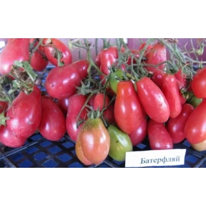 Красные томаты сорта Баттерфляй на ветвях