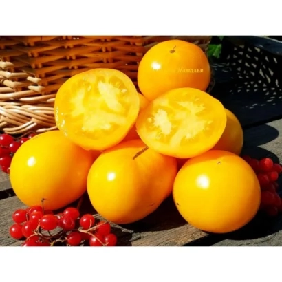 Желтые томаты сорта БАВАРИЯ на деревянной поверхности с ягодами и корзиной на фоне