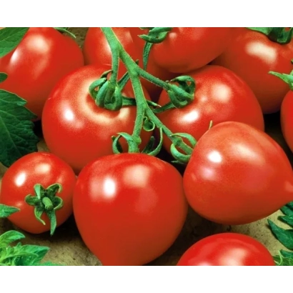 Свежие красные томаты на ветке - Базилевс