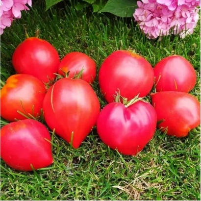 Красные томаты сорта БЕАТРИС на зелёной траве с розовыми цветами на заднем плане.