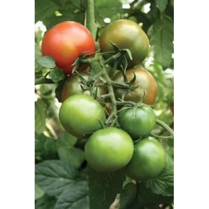 Спелый и незрелый томат на кусте - Бедуин F1