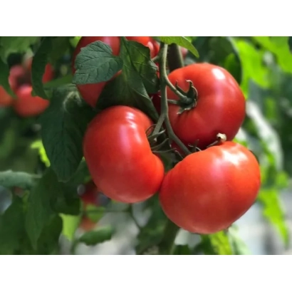 Ripe red tomatoes on a vine - Beef Bang
