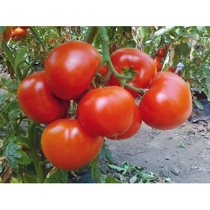 Спелые красные томаты на кусте - Белфаст