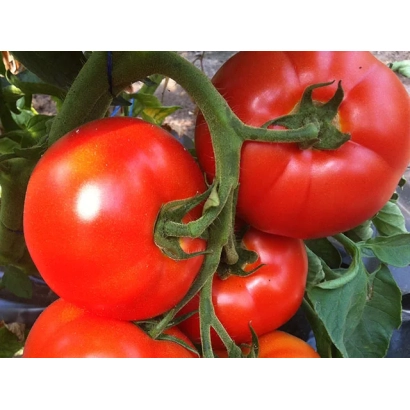 Крупный план красных томатов на ветке - БЕЛФОРТ