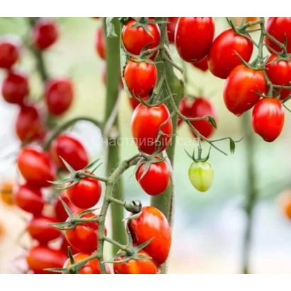 Red and green tomatoes on vines in a greenhouse - BELIDO