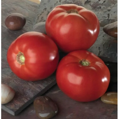 Томаты сорта БЕЛЛА РОСА F1 на камне