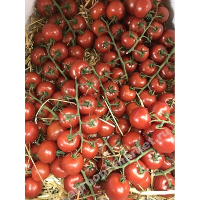 Свежие красные томаты на ветвях - БЕЛЛИОЗО