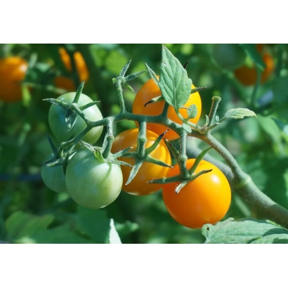 Ripe and unripe tomatoes on a vine - BELYGORSKAYA SLIVKA