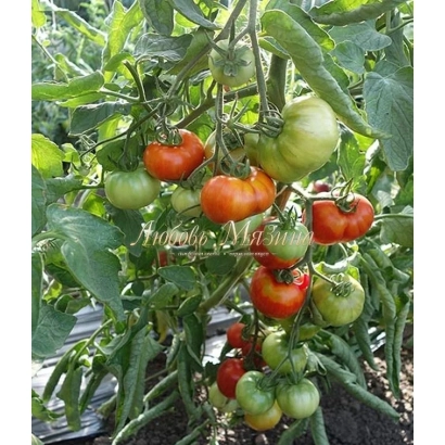 Tomatoes of the Benefis variety on the plant