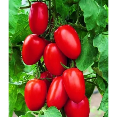 Красные помидоры сорта Бенито F1 на ветке