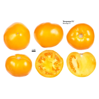 Томат Біоранж F1 — жовті плоди, розрізані та цілі