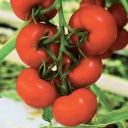 Спелые красные томаты сорта Берил РЦ F1 на ветке