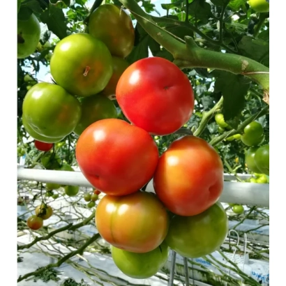 Спелые и зеленые томаты на ветке - БЕРКАТ