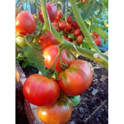 Спелые и зеленые томаты на кусте - БИЯ