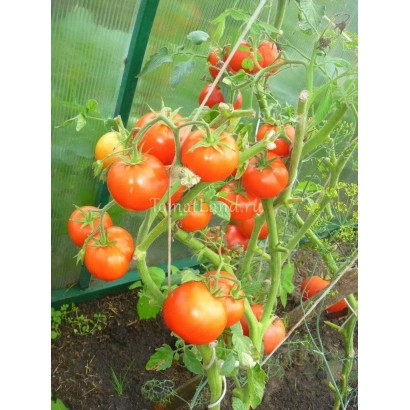 Спелые красные томаты на ветвях в теплице - БИАТЛОН