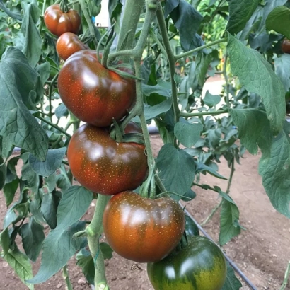 Ripe and unripe tomatoes on the vine - Big Sasher